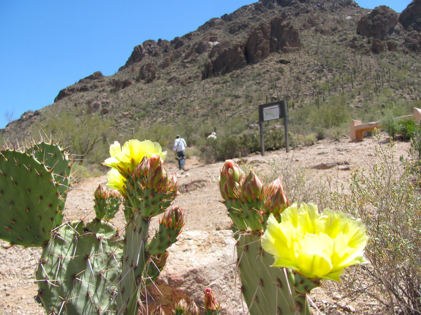 Prickly pear cactus